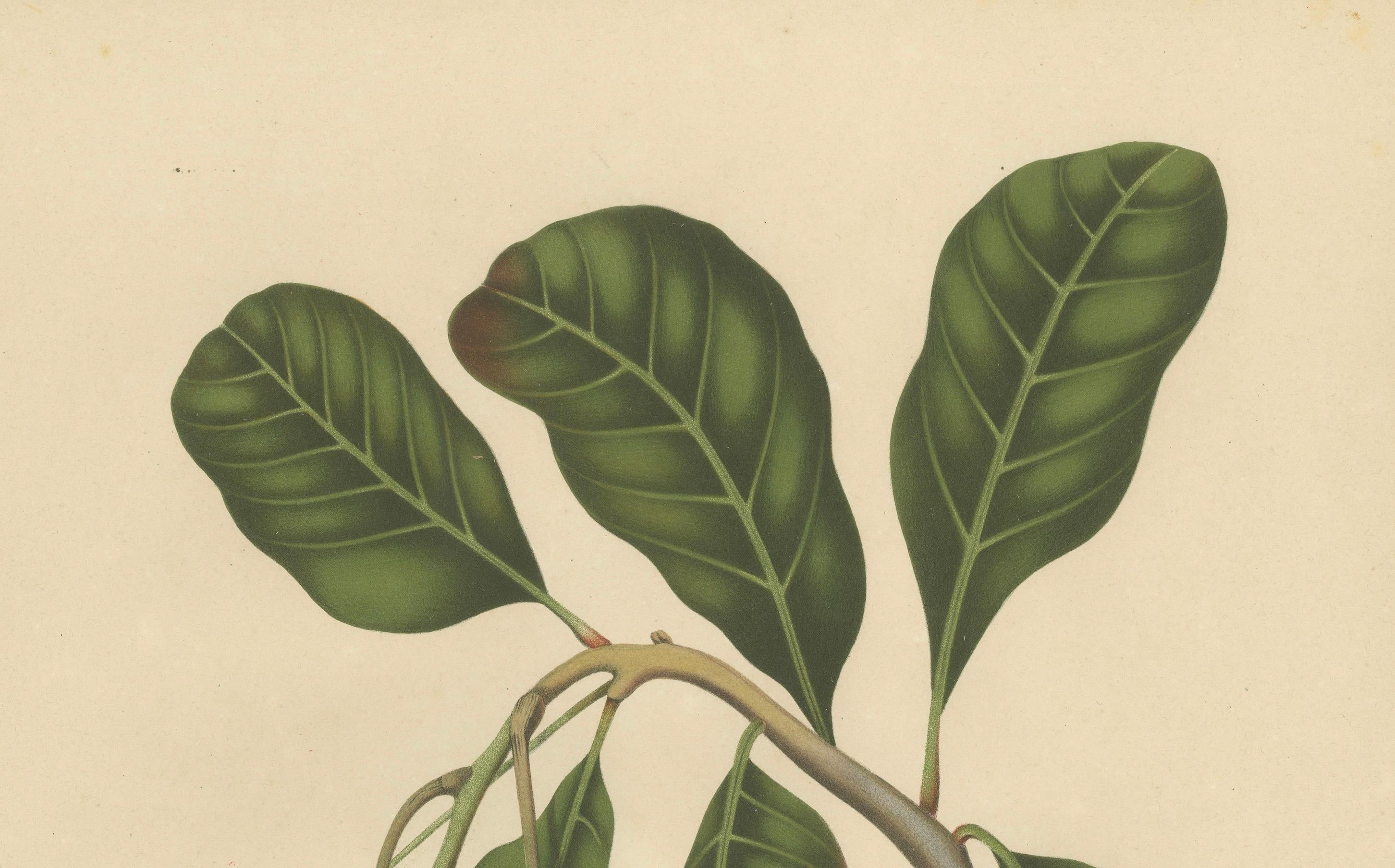 Antique Cashew Tree Botanical Chromolithograph by Hoola van Nooten, c. 1880