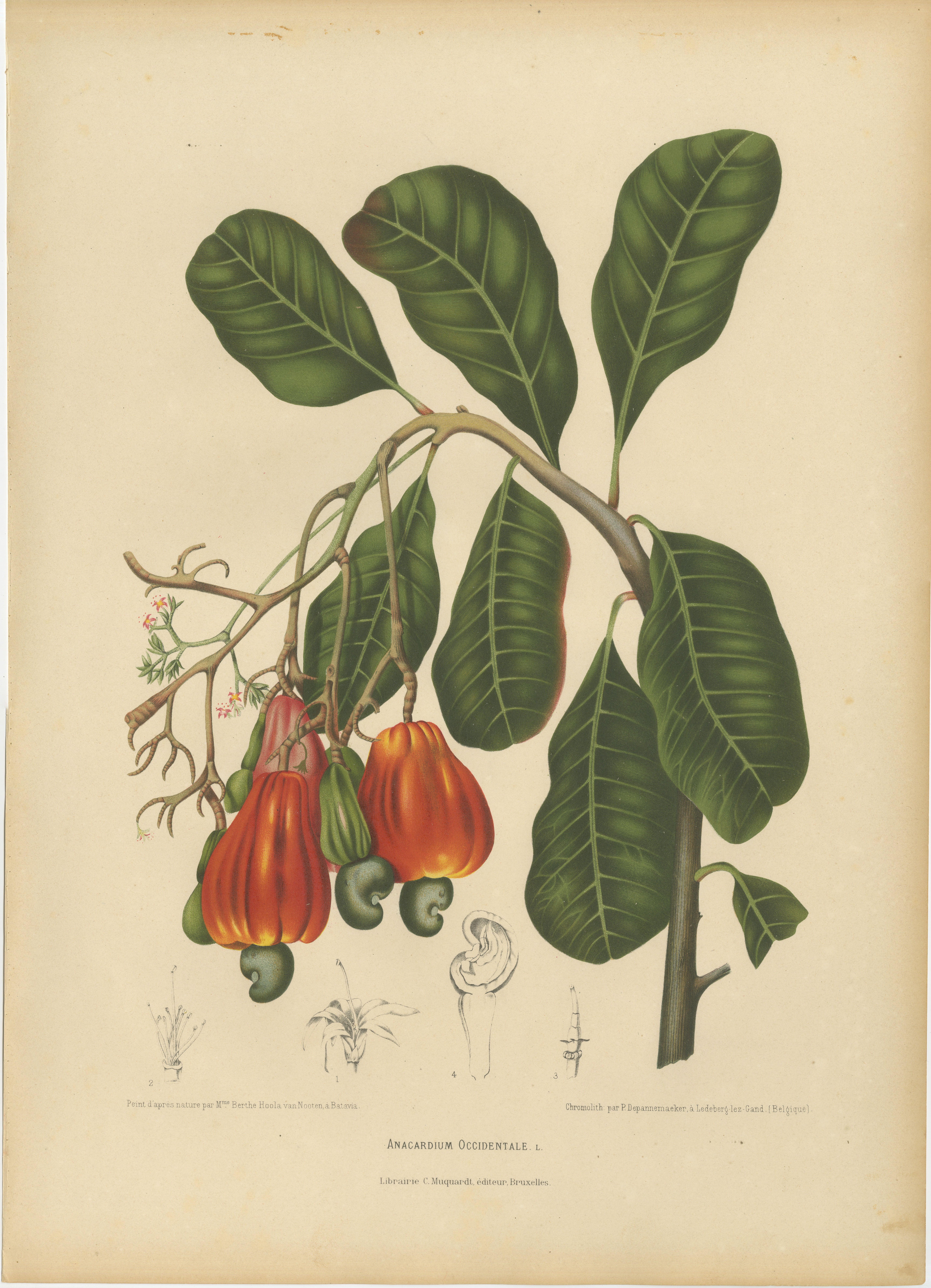 Antike botanische Chromolithografie eines Cashewbaums von Hoola van Nooten, um 1880 im Angebot