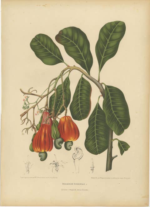 Antique Cashew Tree Botanical Chromolithograph by Hoola van Nooten, c. 1880