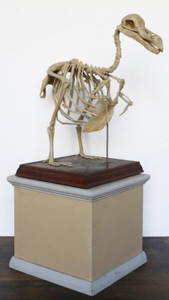 Antique Cast of a Complete Dodo Skeleton