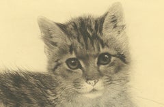 Antique Cat Etching by Kurt Meyer-Eberhardt – Estate Edition – Posthumous 1977