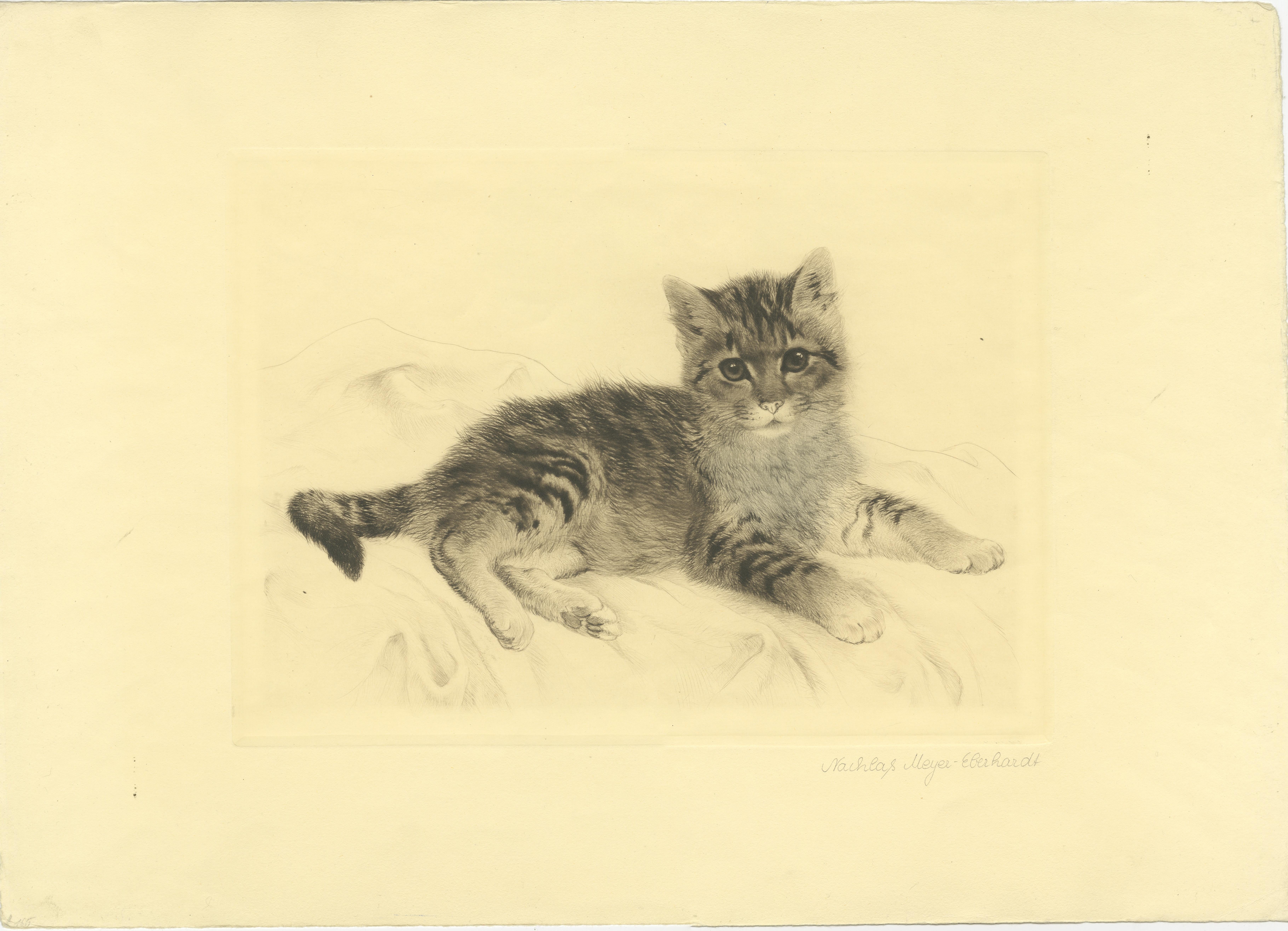 Grabado antiguo de gato de Kurt Meyer-Eberhardt - Edición Estate - Póstumo 1977 en Bueno estado para la venta en Langweer, NL