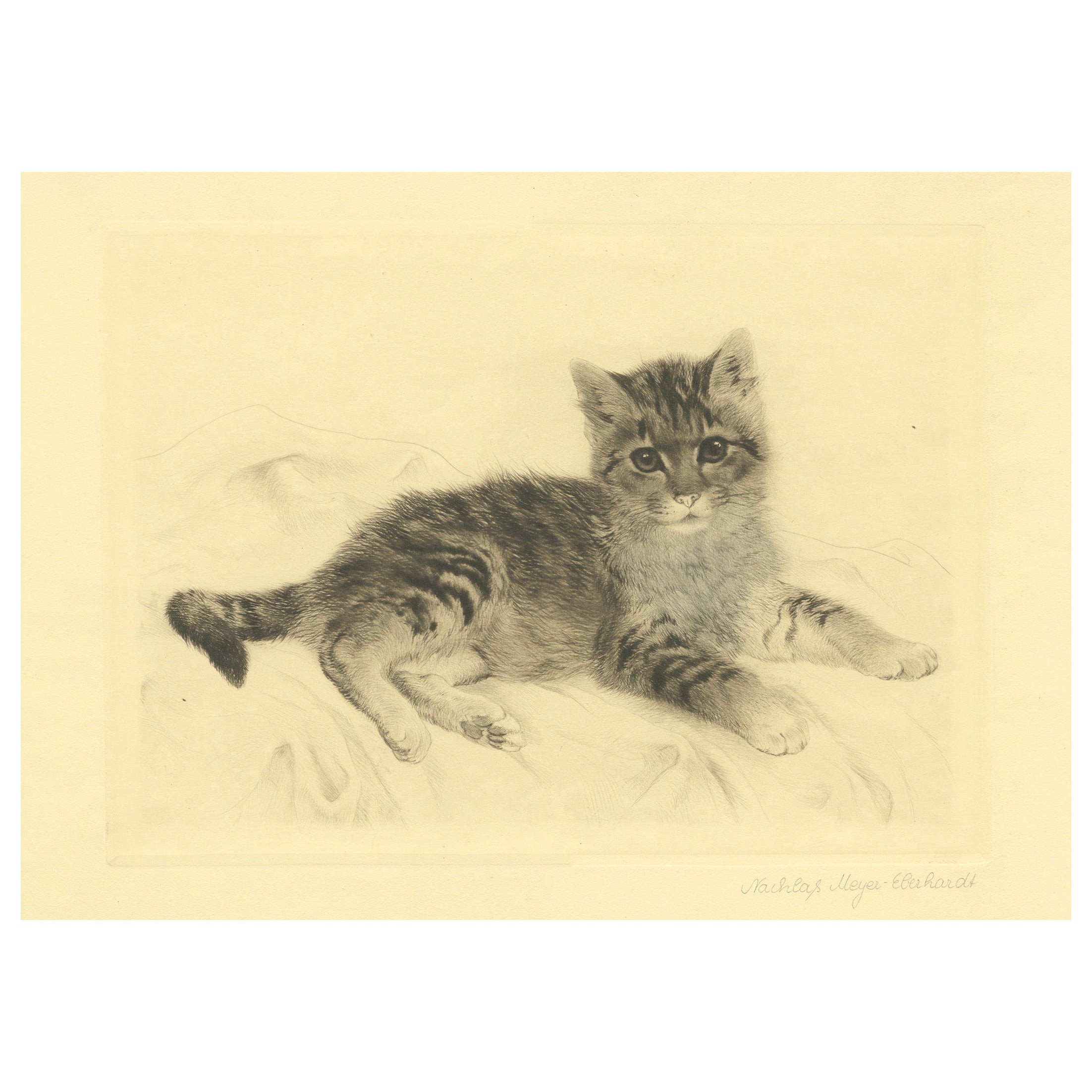 Antico Gatto all'acquaforte di Kurt Meyer-Eberhardt - Edizione di proprietà - Postuma 1977