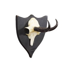 Antique Chamois Trophy on Carved Plaque, Germany ca. 1900