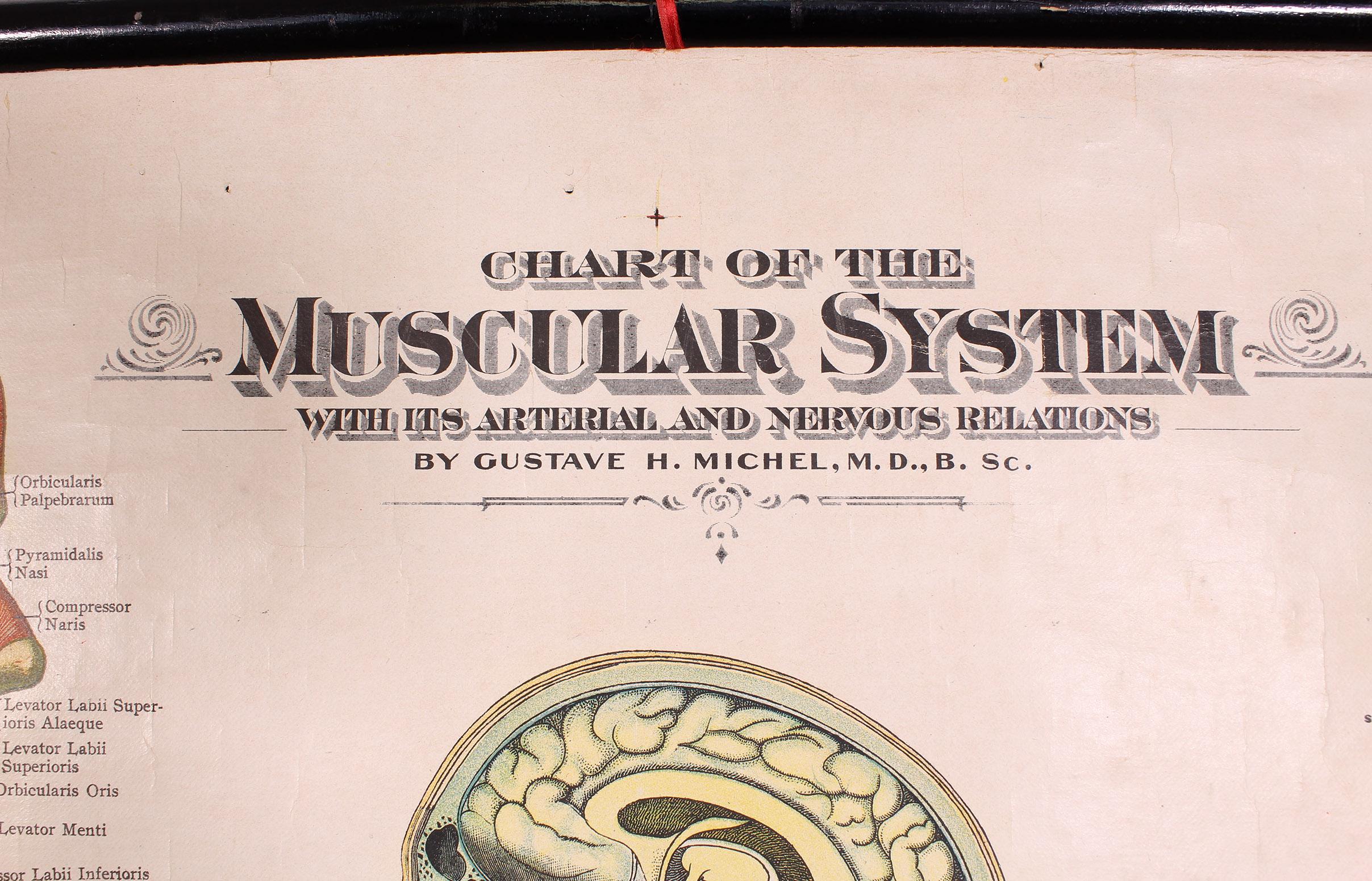 Antique Chart of The Muscular System by Gustave H. Michel at 1stDibs
