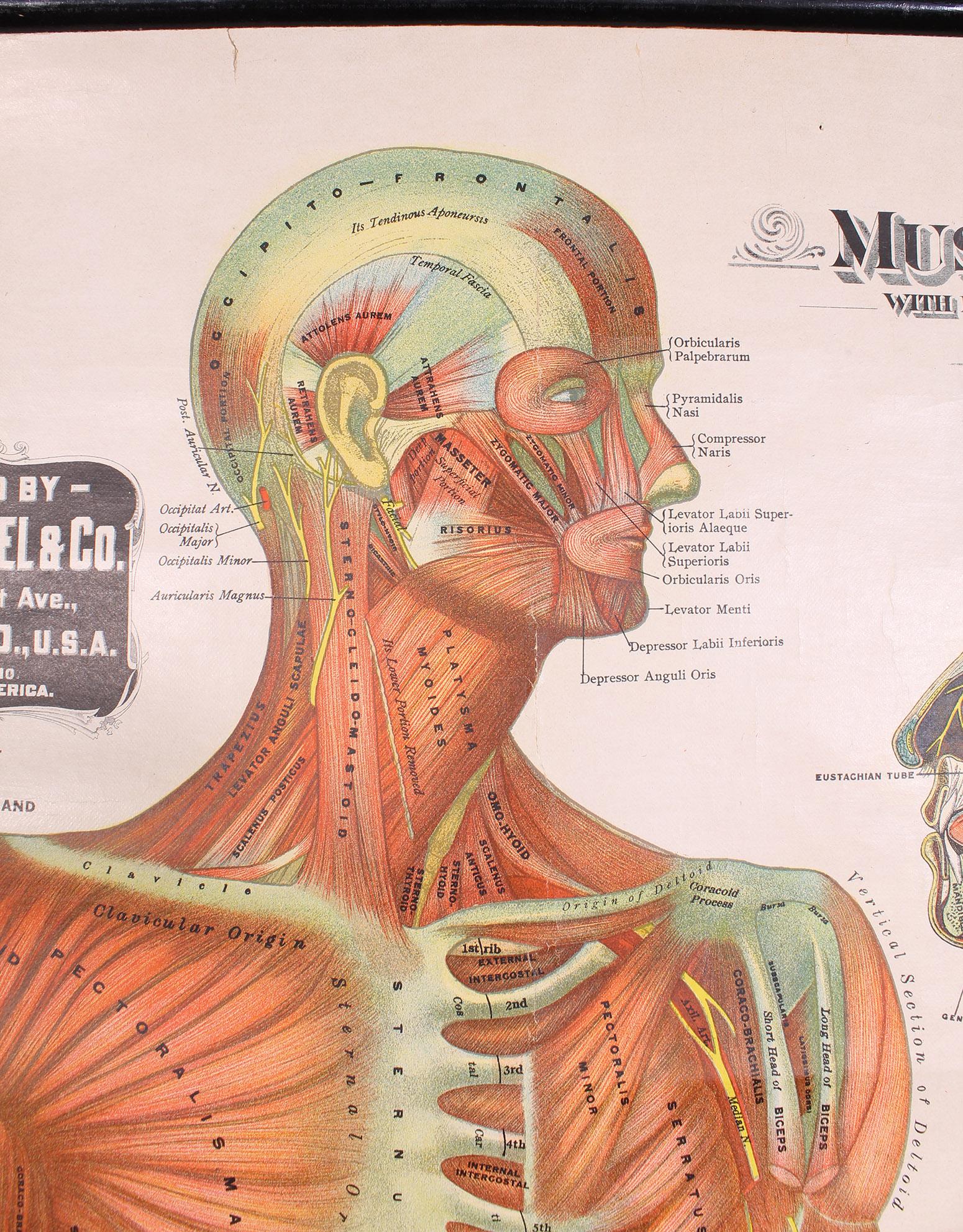 Antique Chart of The Muscular System by Gustave H. Michel at 1stDibs