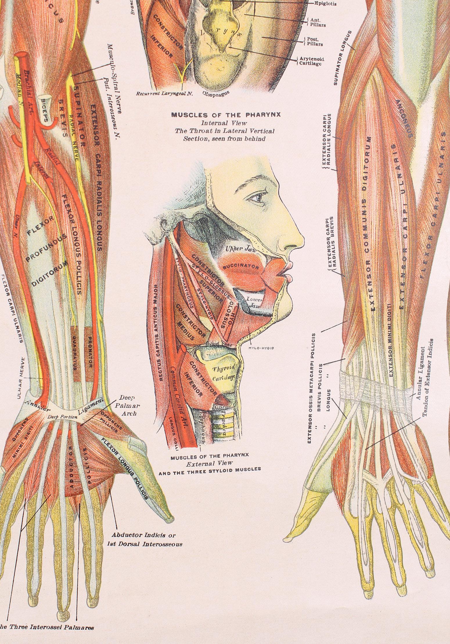 Antique Chart of The Muscular System by Gustave H. Michel at 1stDibs