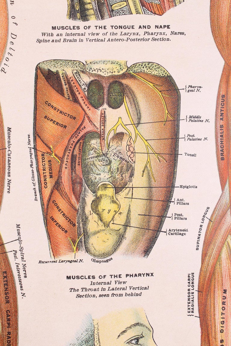 Antique Chart of The Muscular System by Gustave H. Michel For Sale at