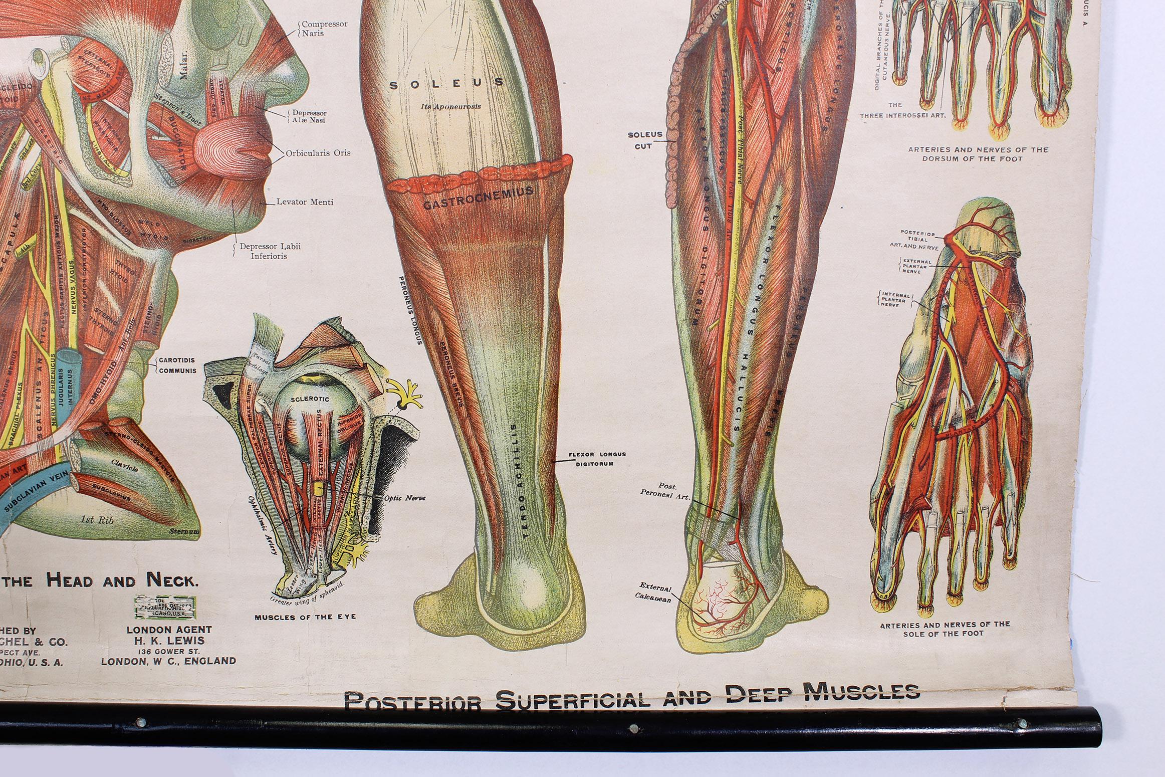 Antique Chart of The Muscular System by Gustave H. Michel at 1stDibs