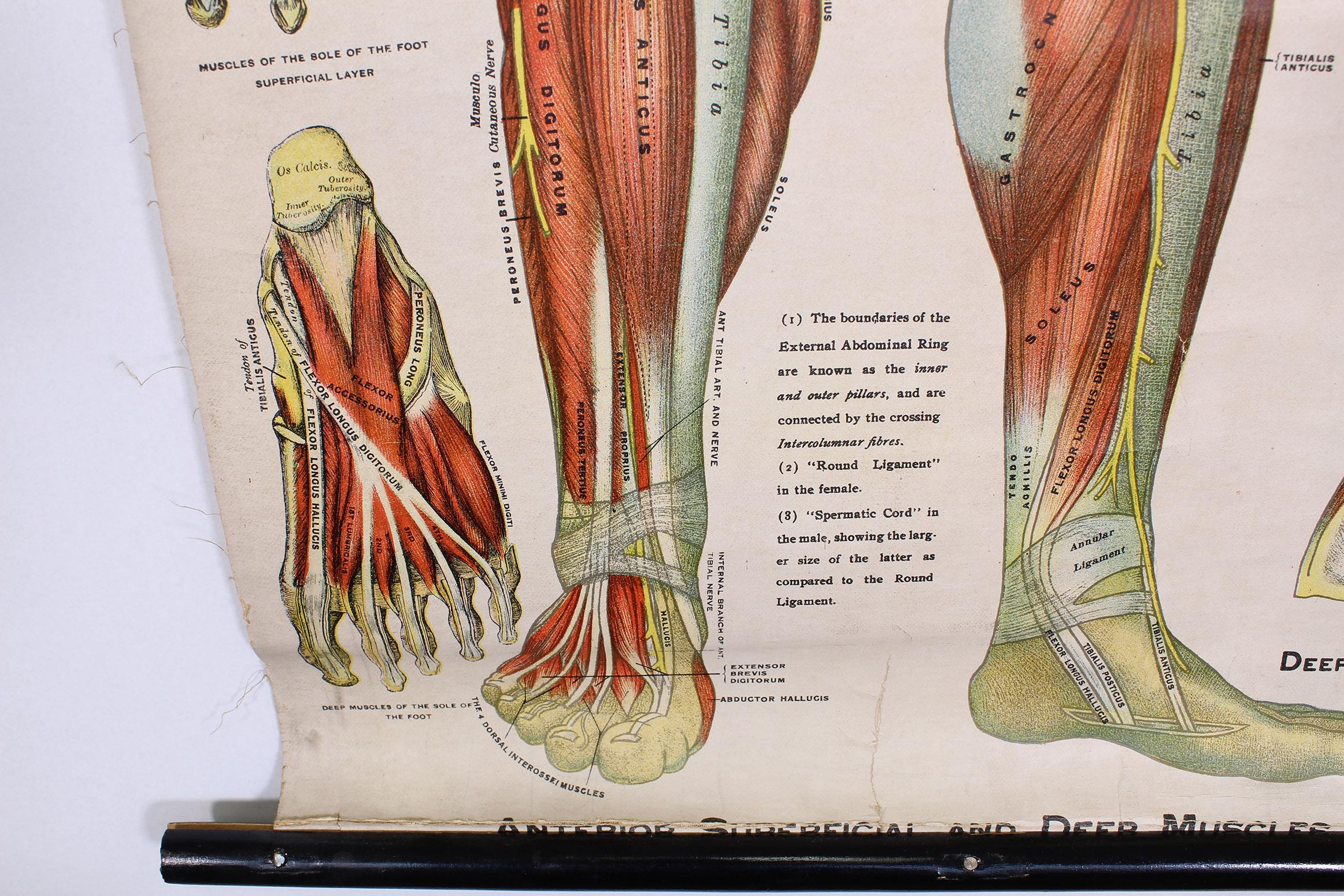 Antique Chart of The Muscular System by Gustave H. Michel at 1stDibs
