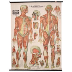 Antique Chart of The Muscular System by Gustave H. Michel