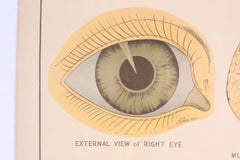 Antique Chart "The Structure Of The Eye" by Robert E Holding