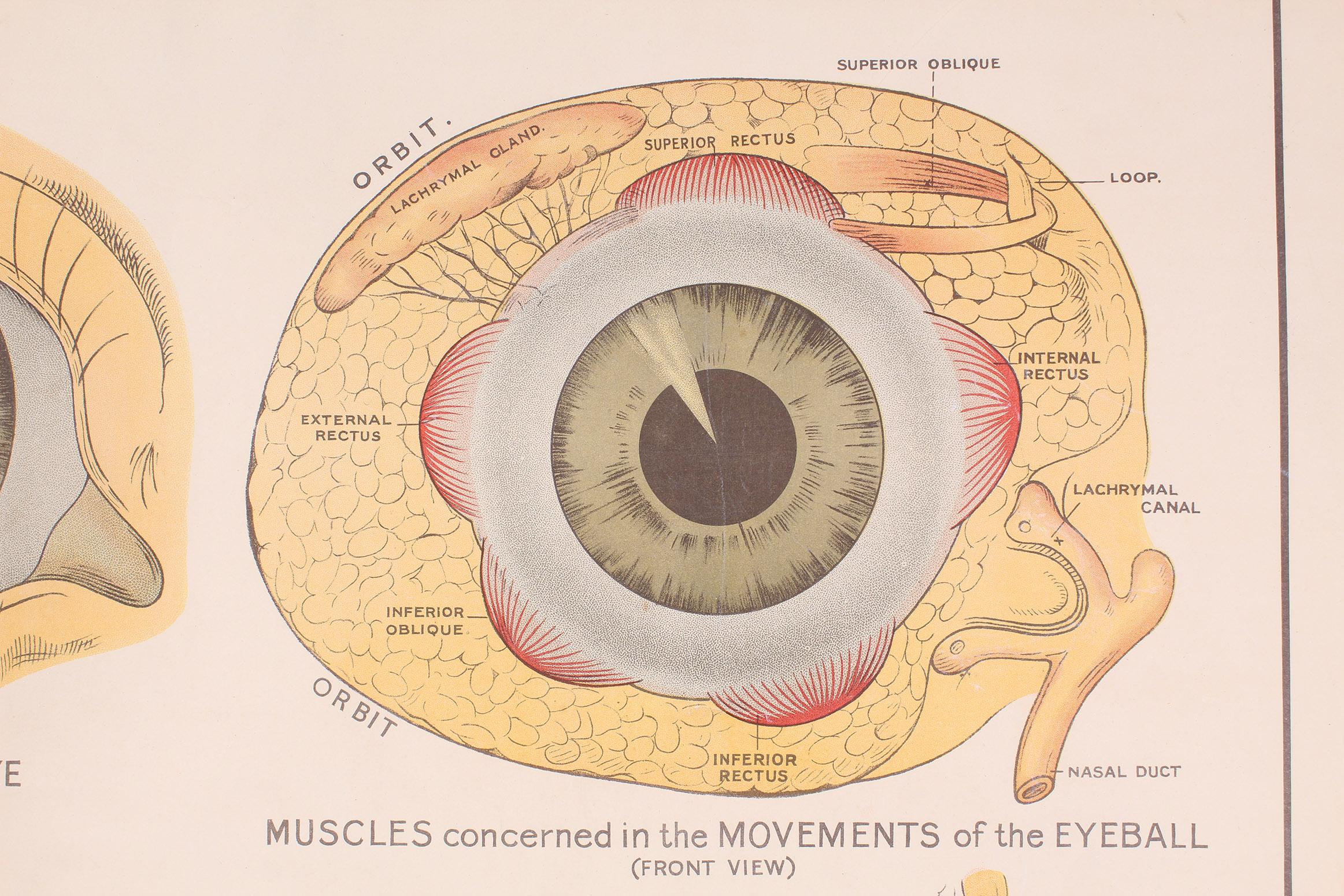 eye ball chart