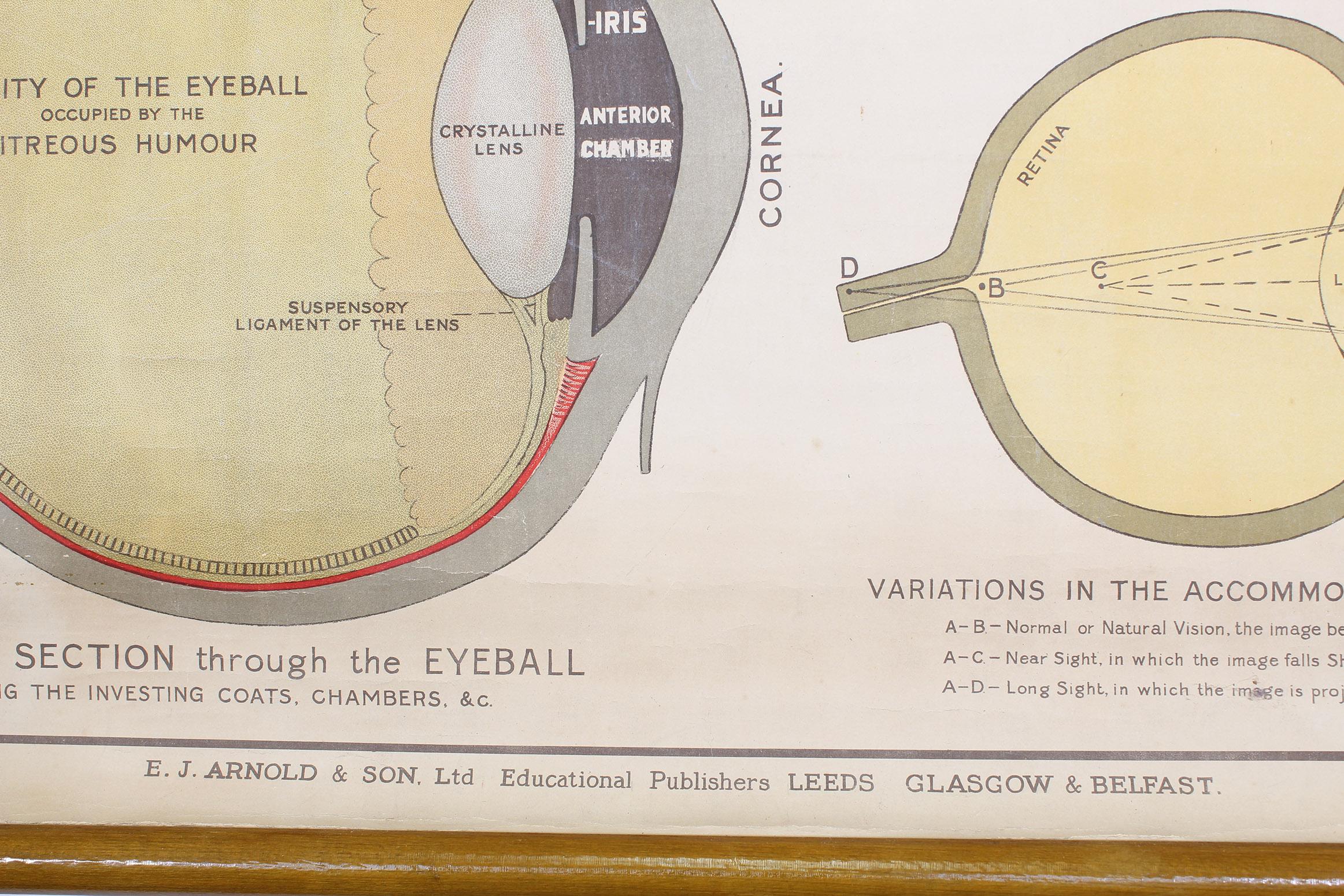 American Antique Chart 