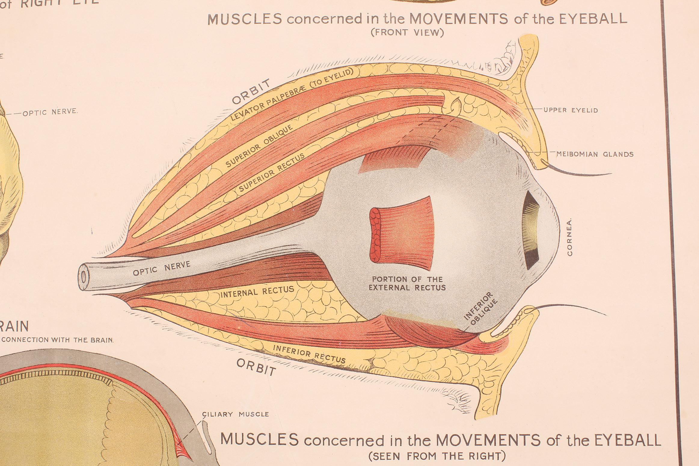 Eye Anatomy Chart