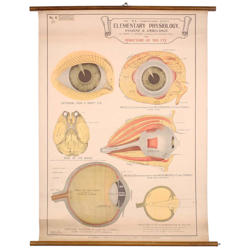 Antique Eye Chart - 2 For Sale on 1stDibs | vintage eye test chart, max ...