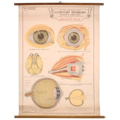 Tableau ancien "La structure de l'oeil" par Robert E. Holding