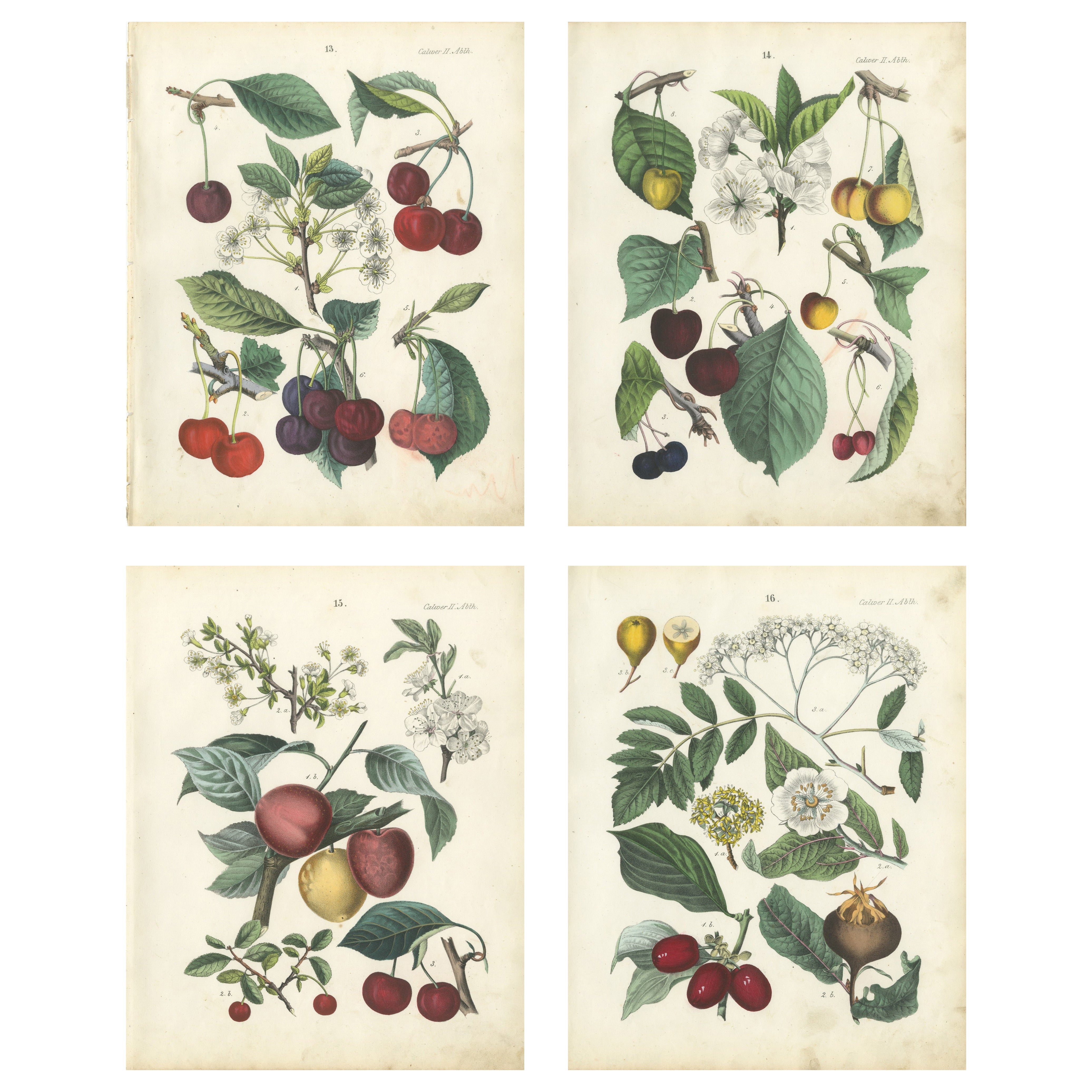 Antique Cherry Botanical Chromolithographs, Set of Four, Calwer 1854