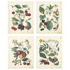 Antique Cherry Botanical Chromolithographs, Set of Four, Calwer 1854