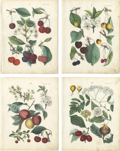 Chromolithographies botaniques anciennes en cerisier, ensemble de quatre, Calwer 1854