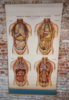 Antique Chest & Abdomen Anatomical Chart