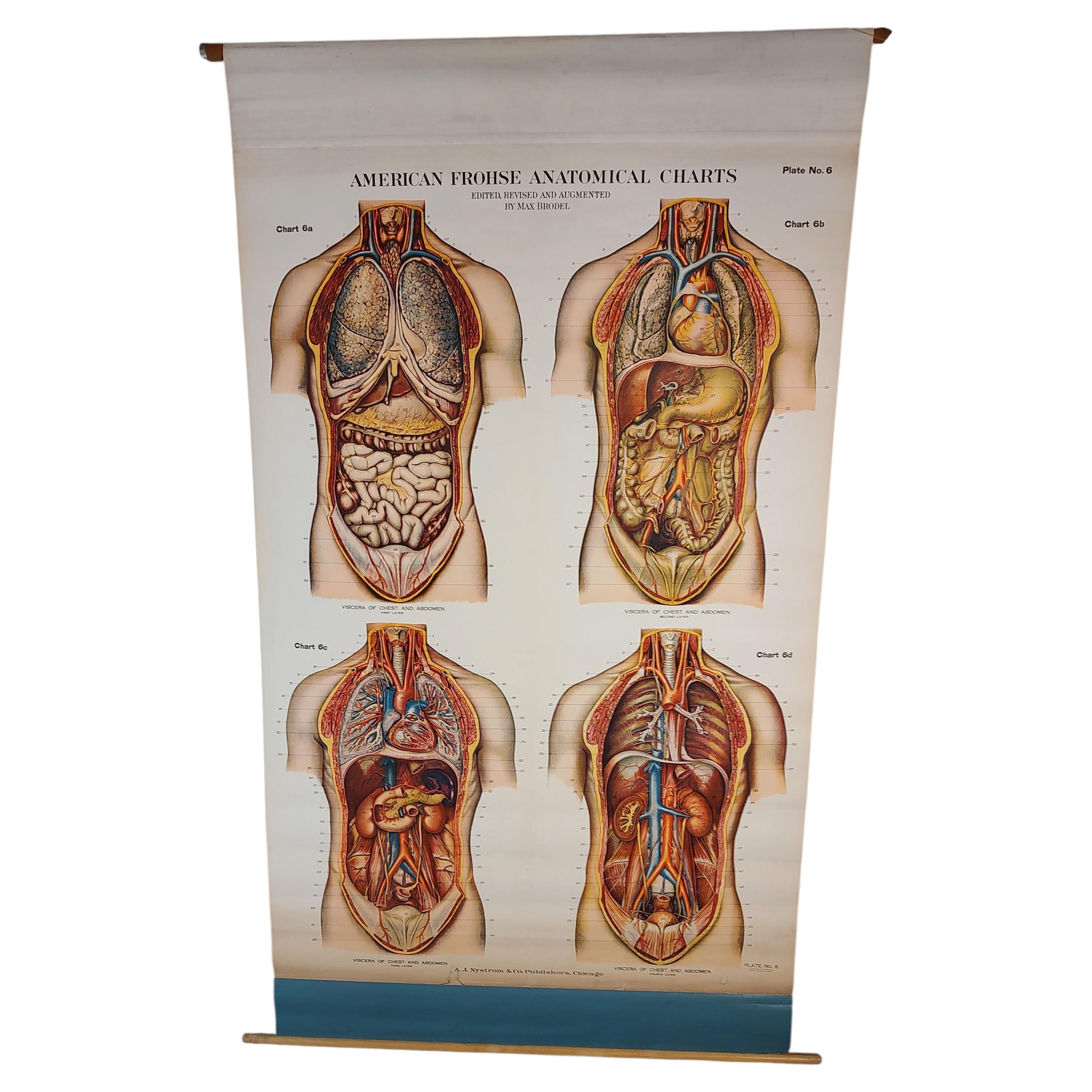 Carta anatomica antica del torace e dell'addome in vendita