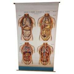 Antique Chest & Abdomen Anatomical Chart