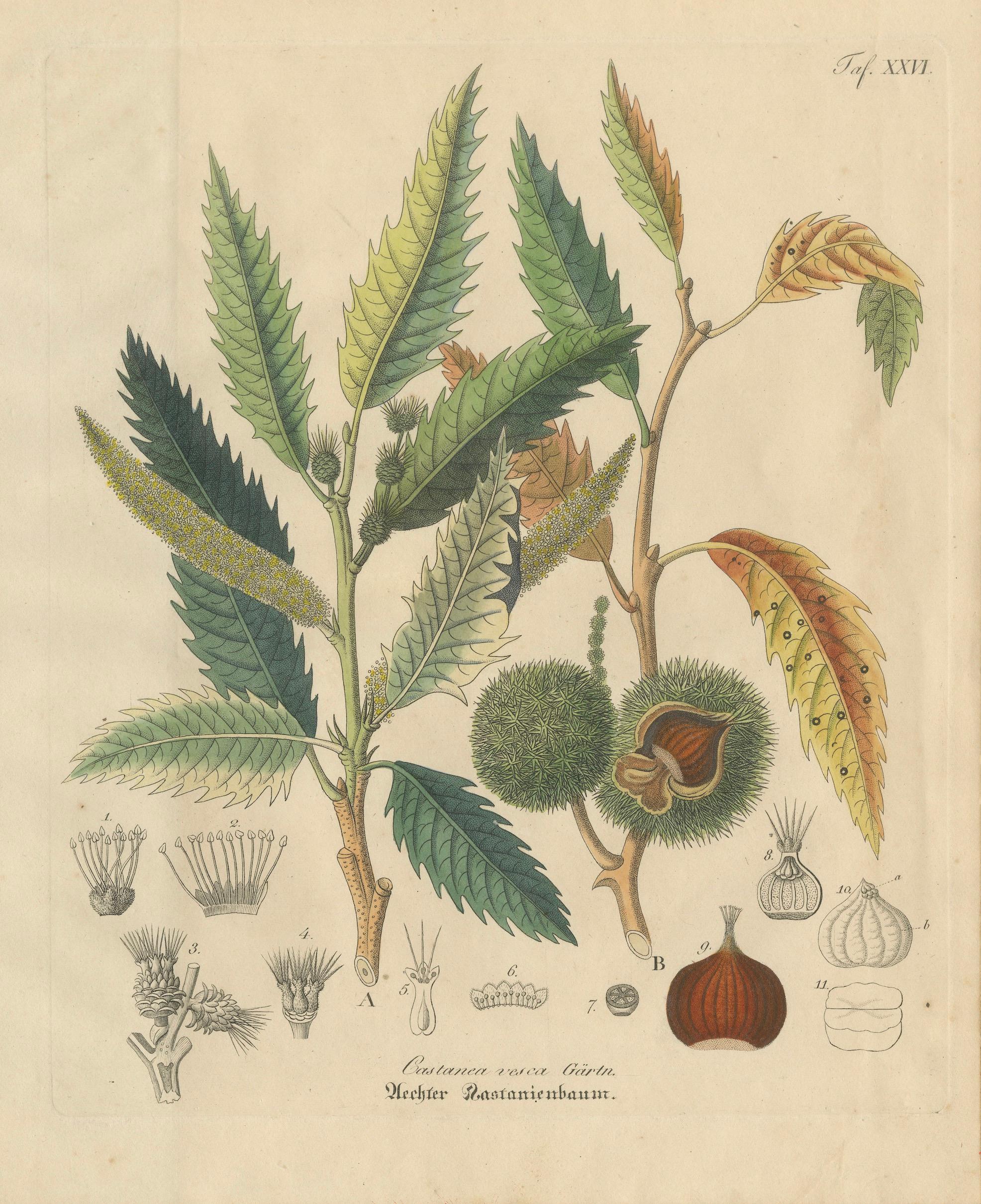 Antique Chestnut Botanical Print, Castanea Vesca, Hand Colored, c.1831