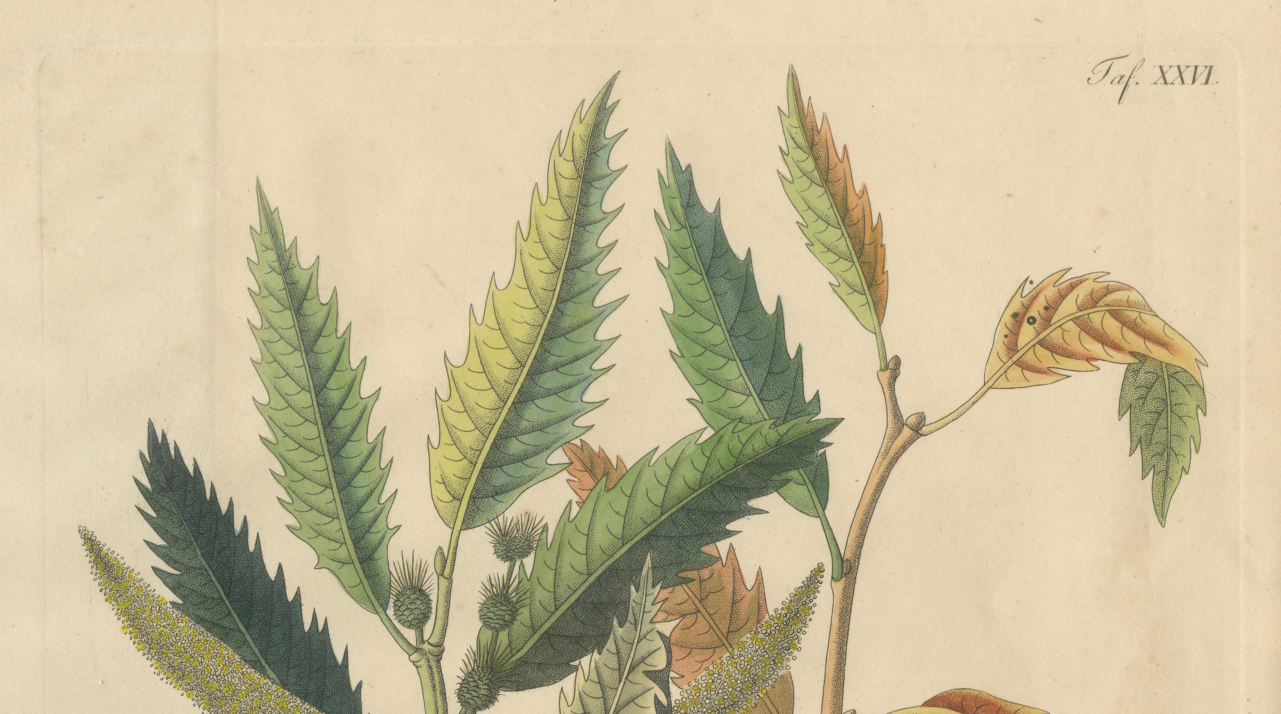 Antique Chestnut Botanical Print, Castanea Vesca, Hand Colored, c.1831