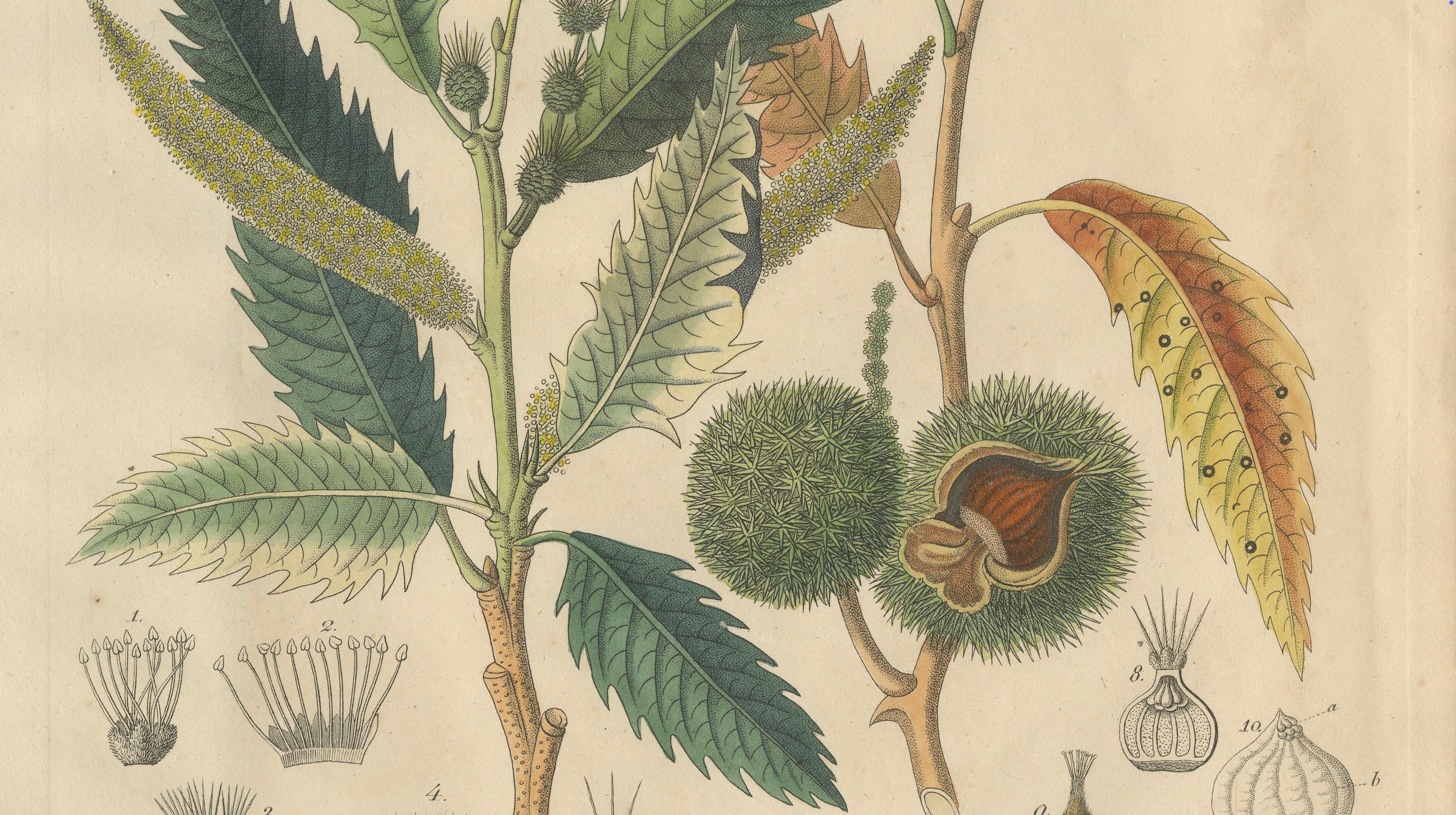 Antique Chestnut Botanical Print, Castanea Vesca, Hand Colored, c.1831