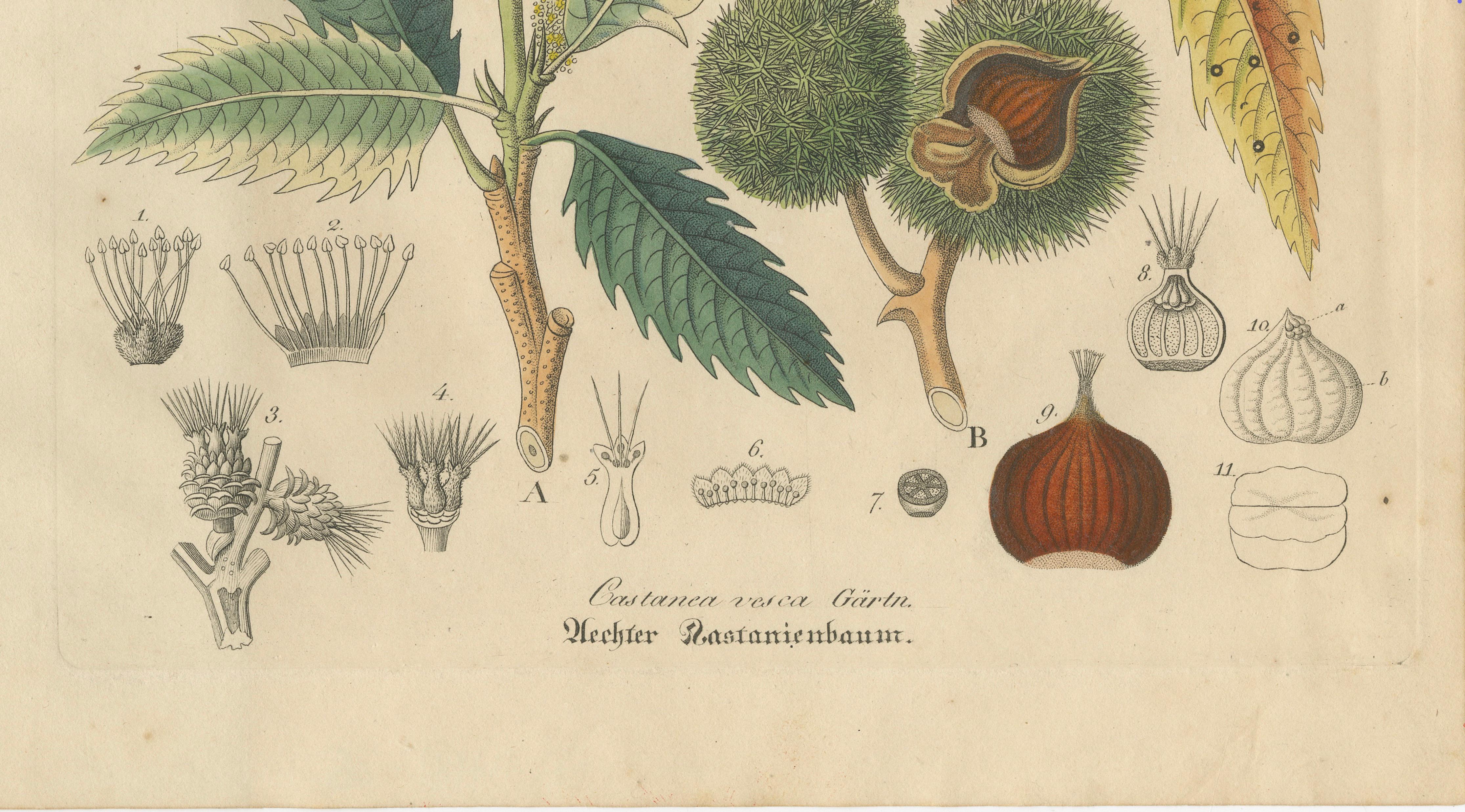 Antique Chestnut Botanical Print, Castanea Vesca, Hand Colored, c.1831