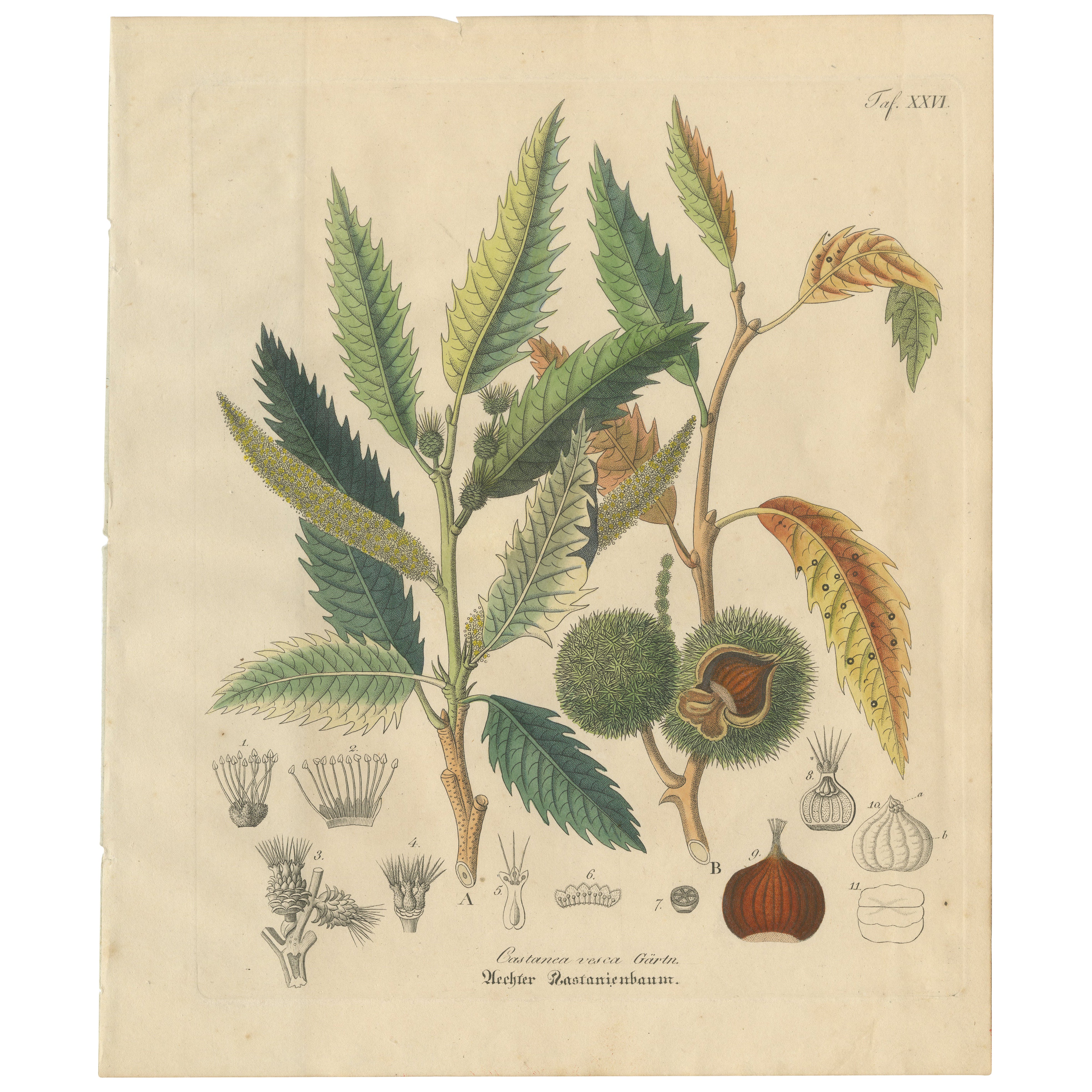 Antiker Kastanien-Botanikdruck, Castanea Vesca, handkoloriert, um 1831
