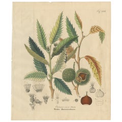 Antique Chestnut Botanical Print, Castanea Vesca, Hand Colored, c.1831