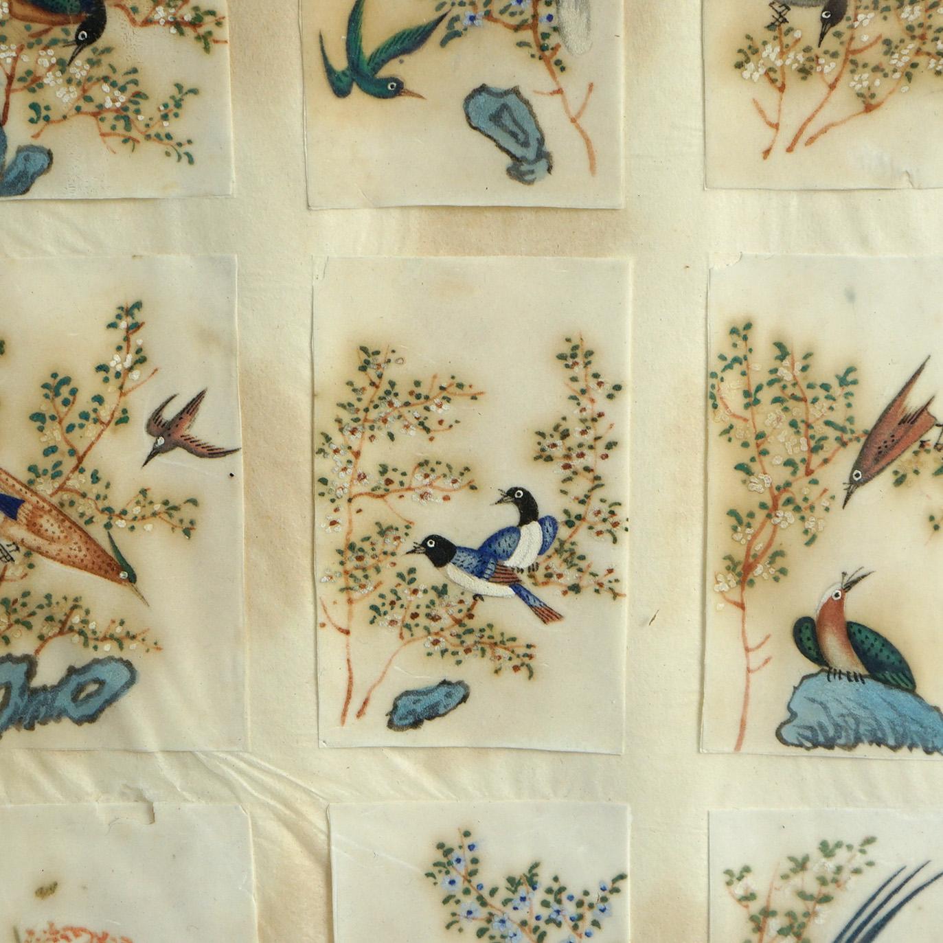 Antike chinesische Vogel Studie Aquarell Gemälde auf Papier C1920 (20. Jahrhundert) im Angebot