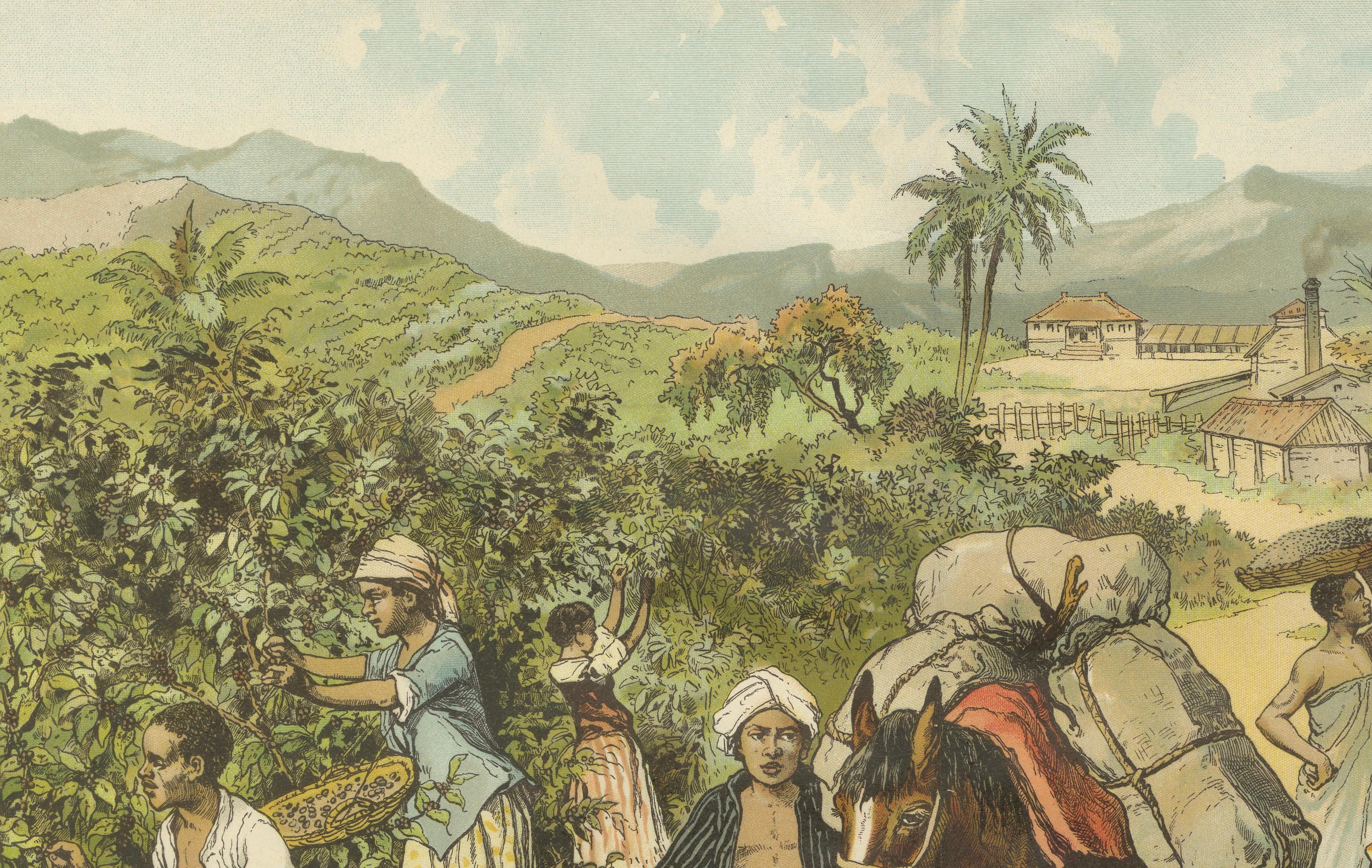 Antique Chromolithograph of 19th Century Coffee Cultivation, circa 1890

This richly detailed chromolithograph titled “Der Kaffeebau” (Coffee Cultivation) was produced circa 1890 and provides a vivid visual account of the coffee-growing process as