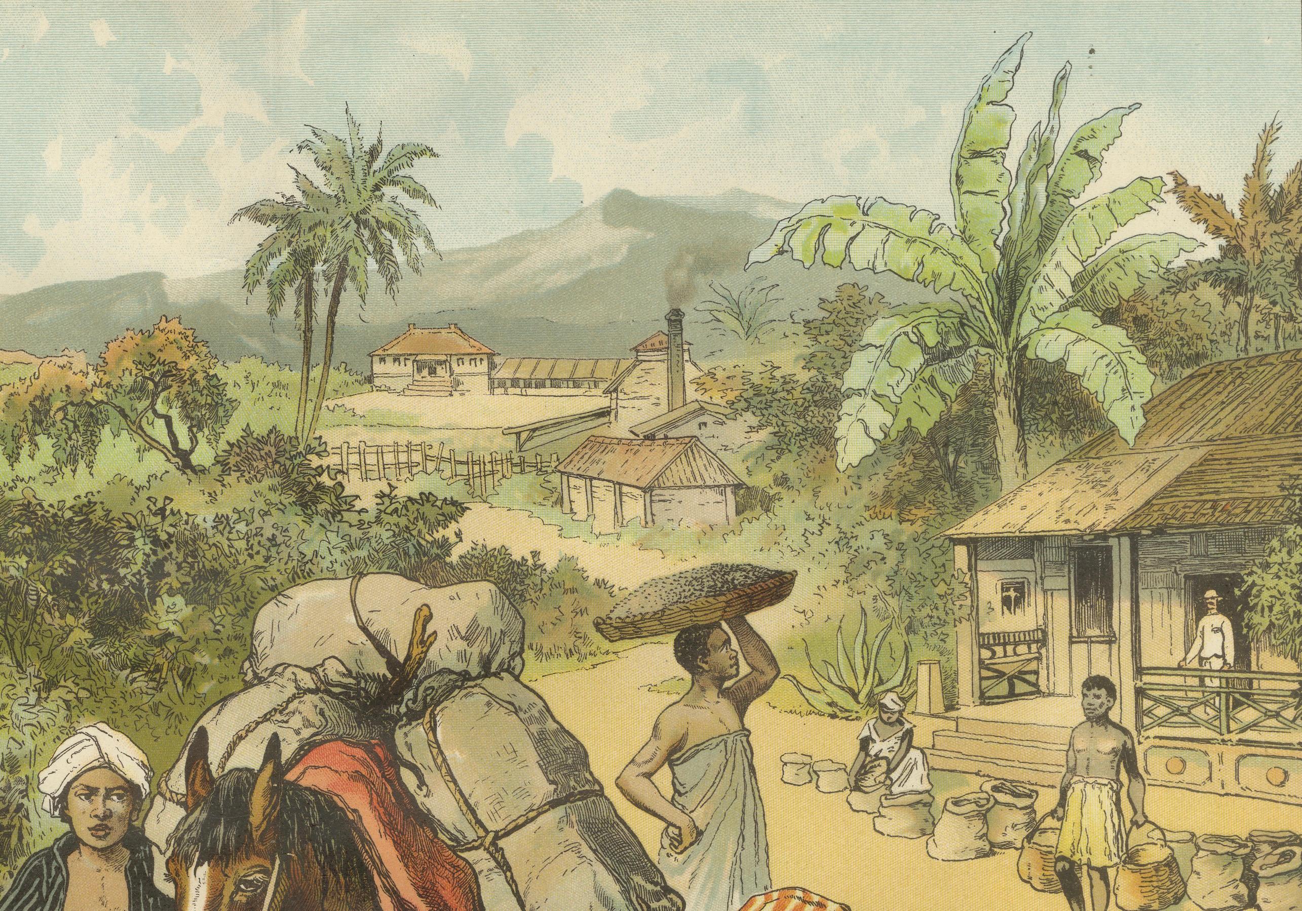 German Antique Chromolithograph of 19th Century Coffee Cultivation, circa 1890 For Sale