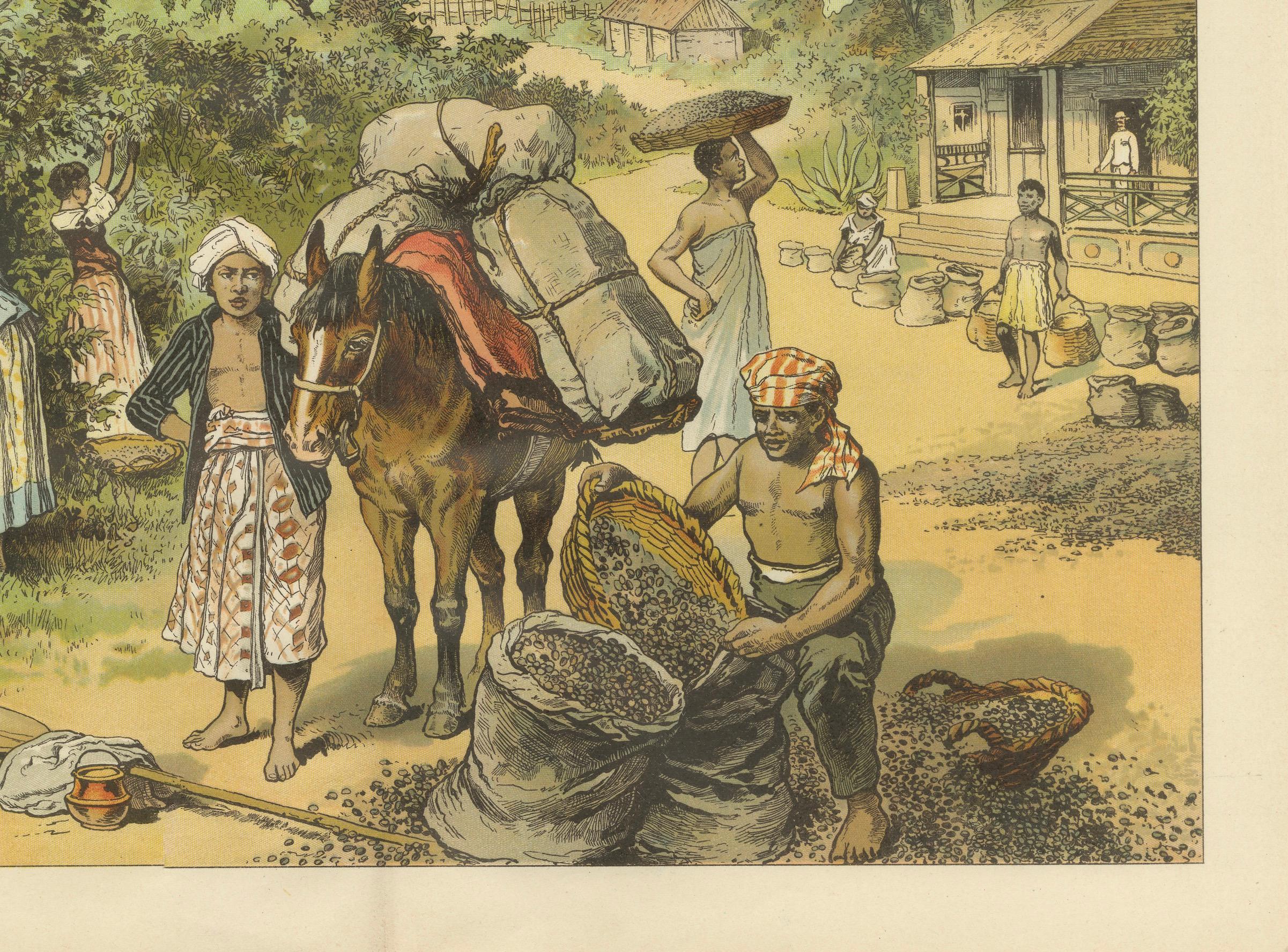 Antique Chromolithograph of 19th Century Coffee Cultivation, circa 1890 In Good Condition For Sale In Langweer, NL
