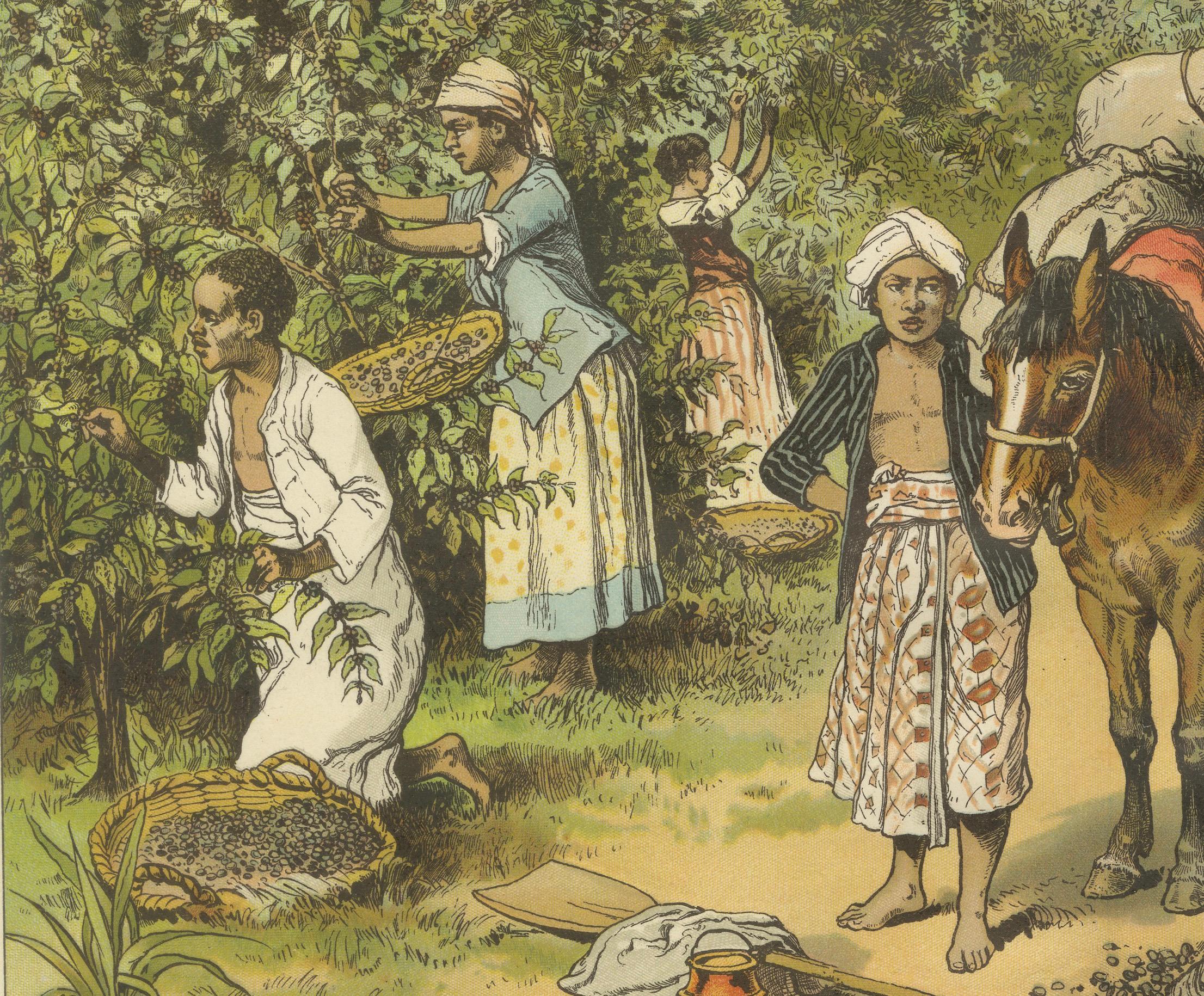 Paper Antique Chromolithograph of 19th Century Coffee Cultivation, circa 1890 For Sale