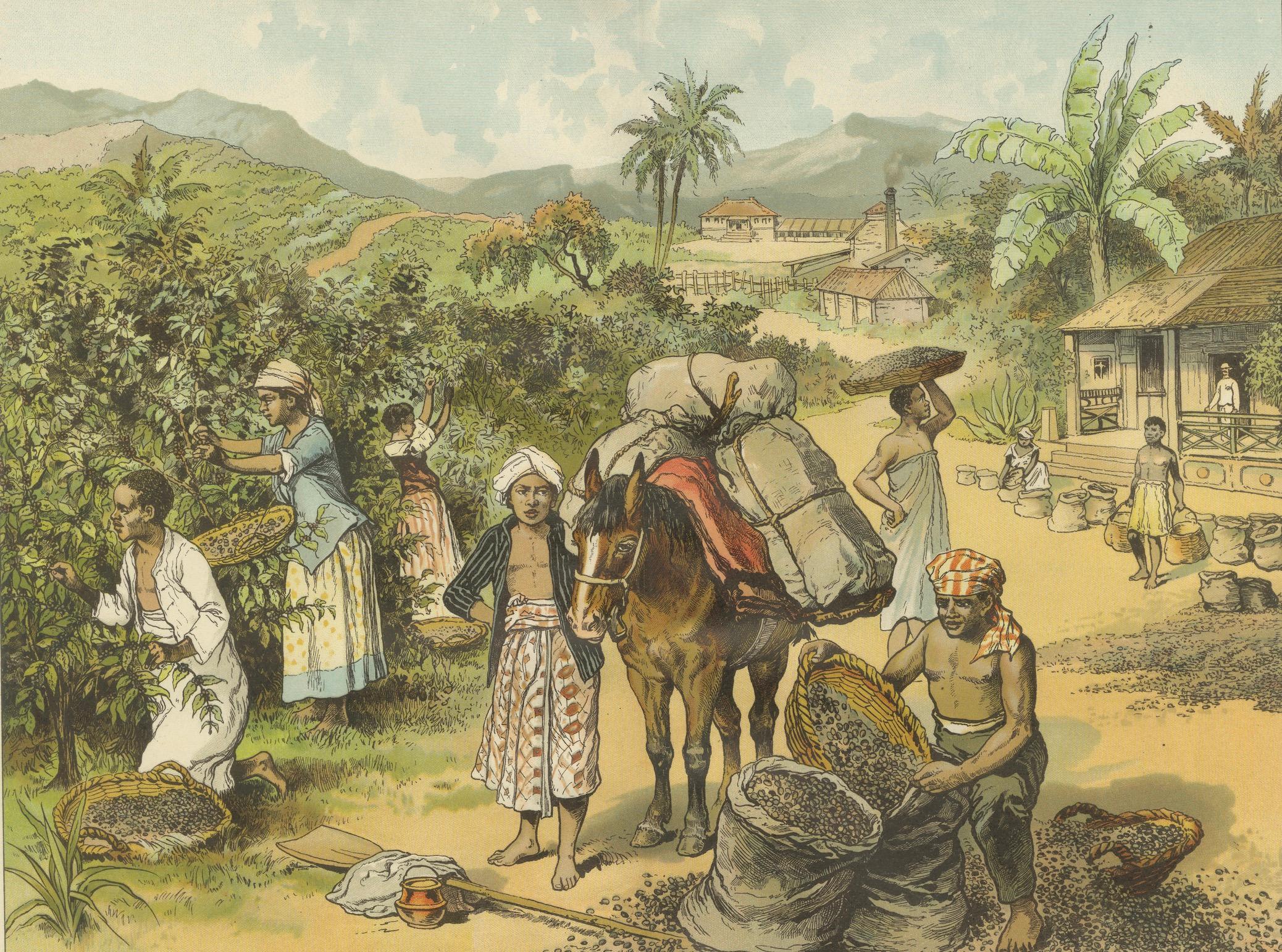 Antique Chromolithograph of 19th Century Coffee Cultivation, circa 1890 For Sale 1