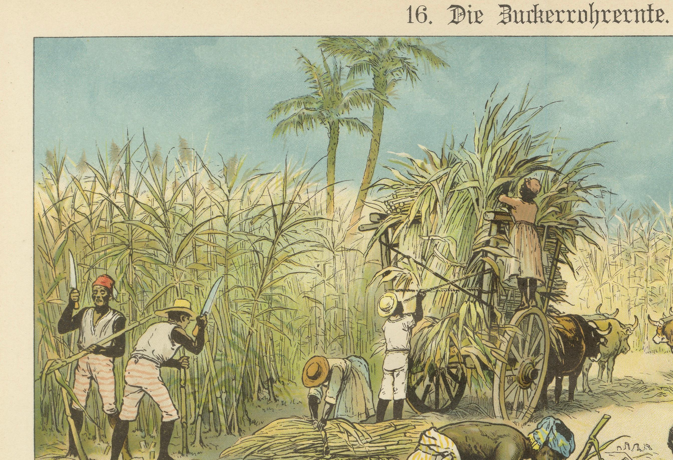 Antique Chromolithograph of 19th Century Sugarcane Harvest, circa 1890

This striking chromolithograph titled “Die Zuckerrohrernte” (The Sugarcane Harvest) dates to around 1890 and depicts a vivid, complex scene of sugarcane labor on a plantation in