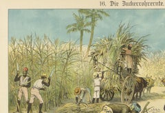 Antique Chromolithograph of 19th Century Sugarcane Harvest, circa 1890