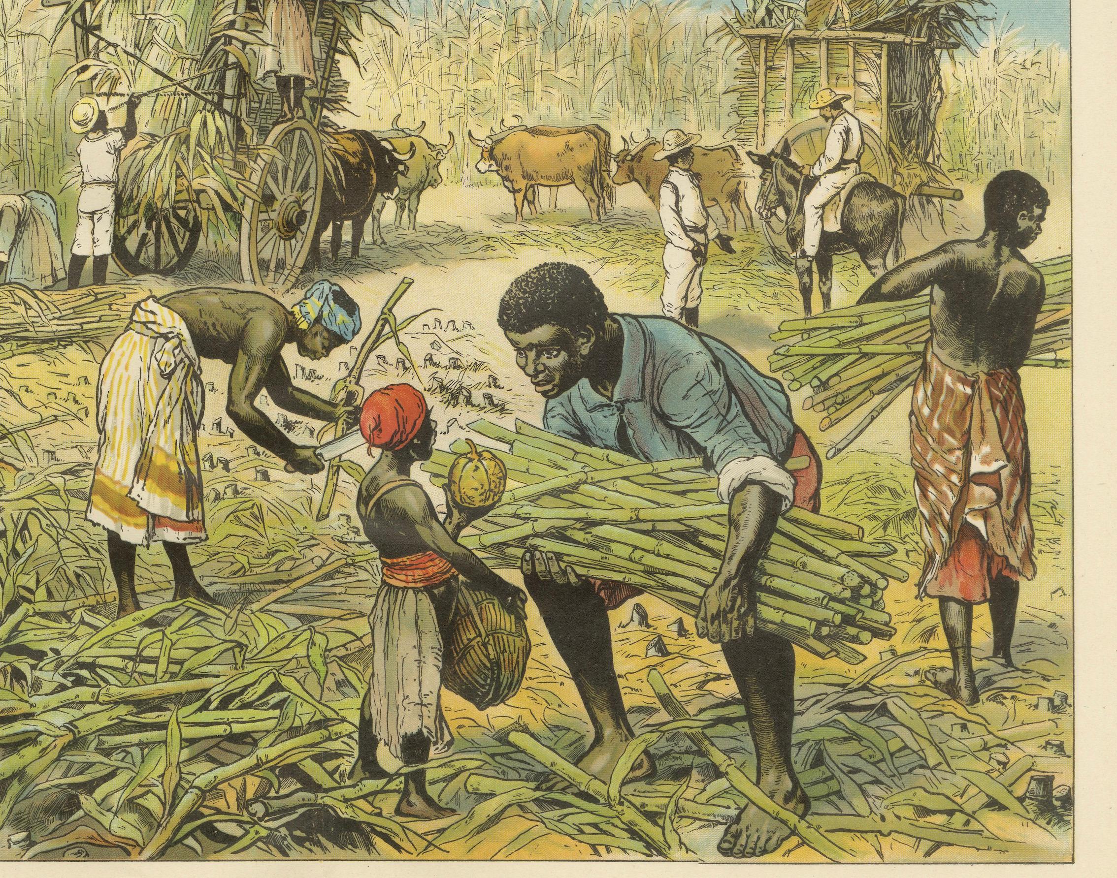 German Antique Chromolithograph of 19th Century Sugarcane Harvest, circa 1890 For Sale