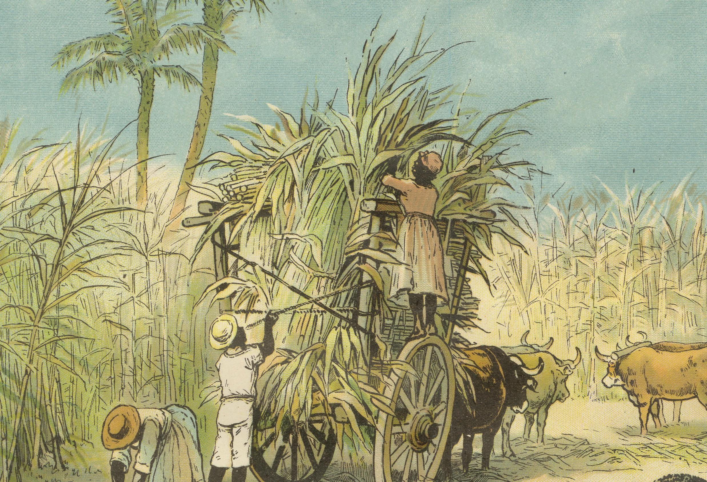 Antique Chromolithograph of 19th Century Sugarcane Harvest, circa 1890 In Good Condition For Sale In Langweer, NL