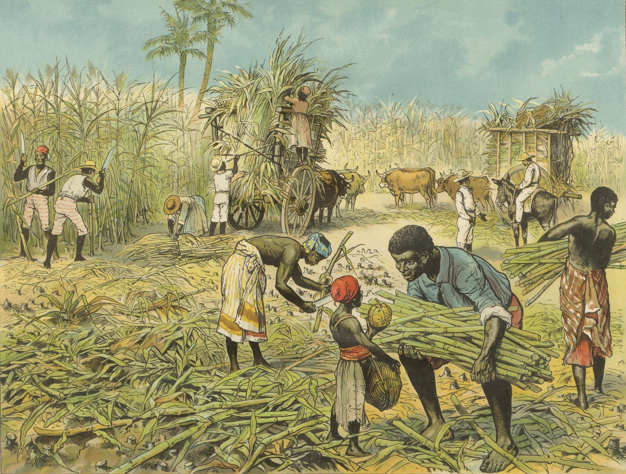 Paper Antique Chromolithograph of 19th Century Sugarcane Harvest, circa 1890 For Sale