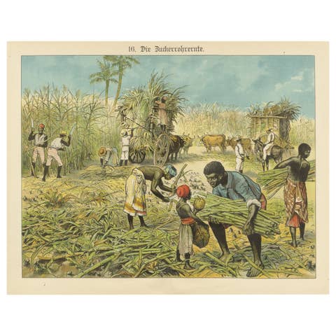 Antique Chromolithograph of 19th Century Sugarcane Harvest, circa 1890