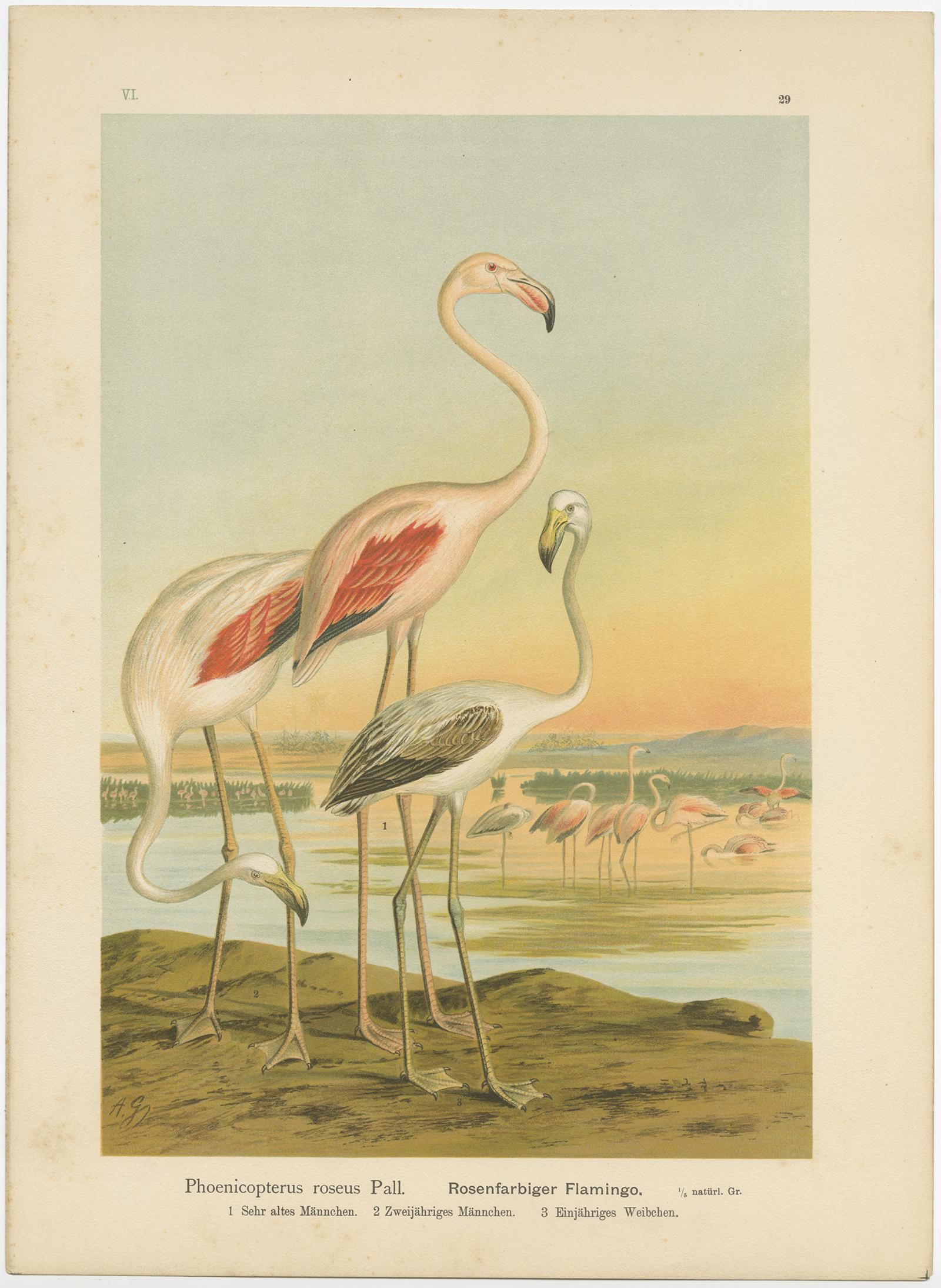 Antike Chromolithografie von Flamingos - Phoenicopterus roseus, um 1890

Eine prächtige Chromolithografie aus dem späten 19. Jahrhundert, die den Großen Flamingo (Phoenicopterus roseus) in verschiedenen Altersstufen und Gefiedern zeigt. Die Tafel