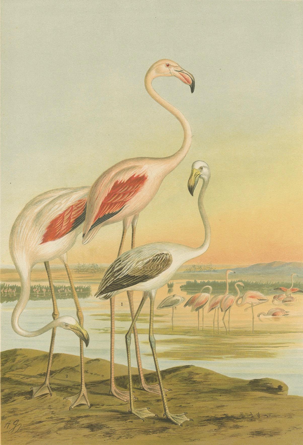 Antike Chromolithografie von Flamingos - Phoenicopterus roseus, um 1890 (Deutsch) im Angebot
