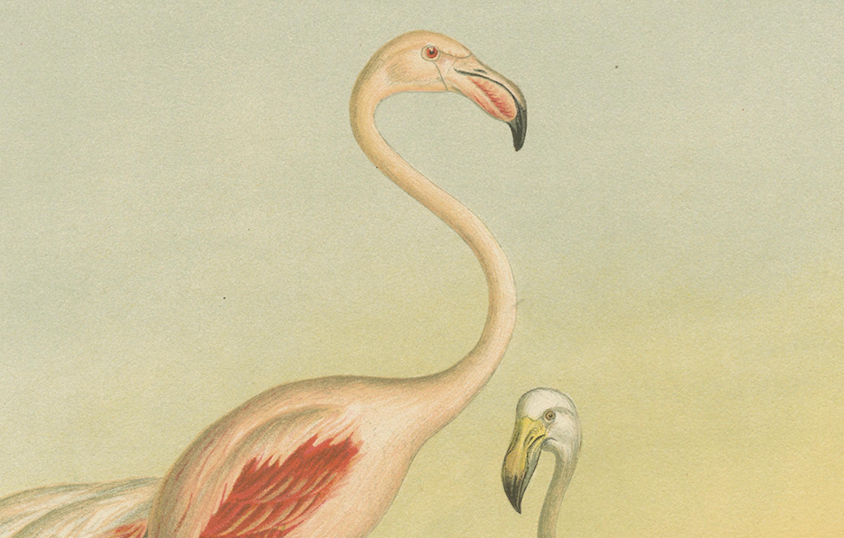 Antike Chromolithografie von Flamingos - Phoenicopterus roseus, um 1890 im Zustand „Gut“ im Angebot in Langweer, NL