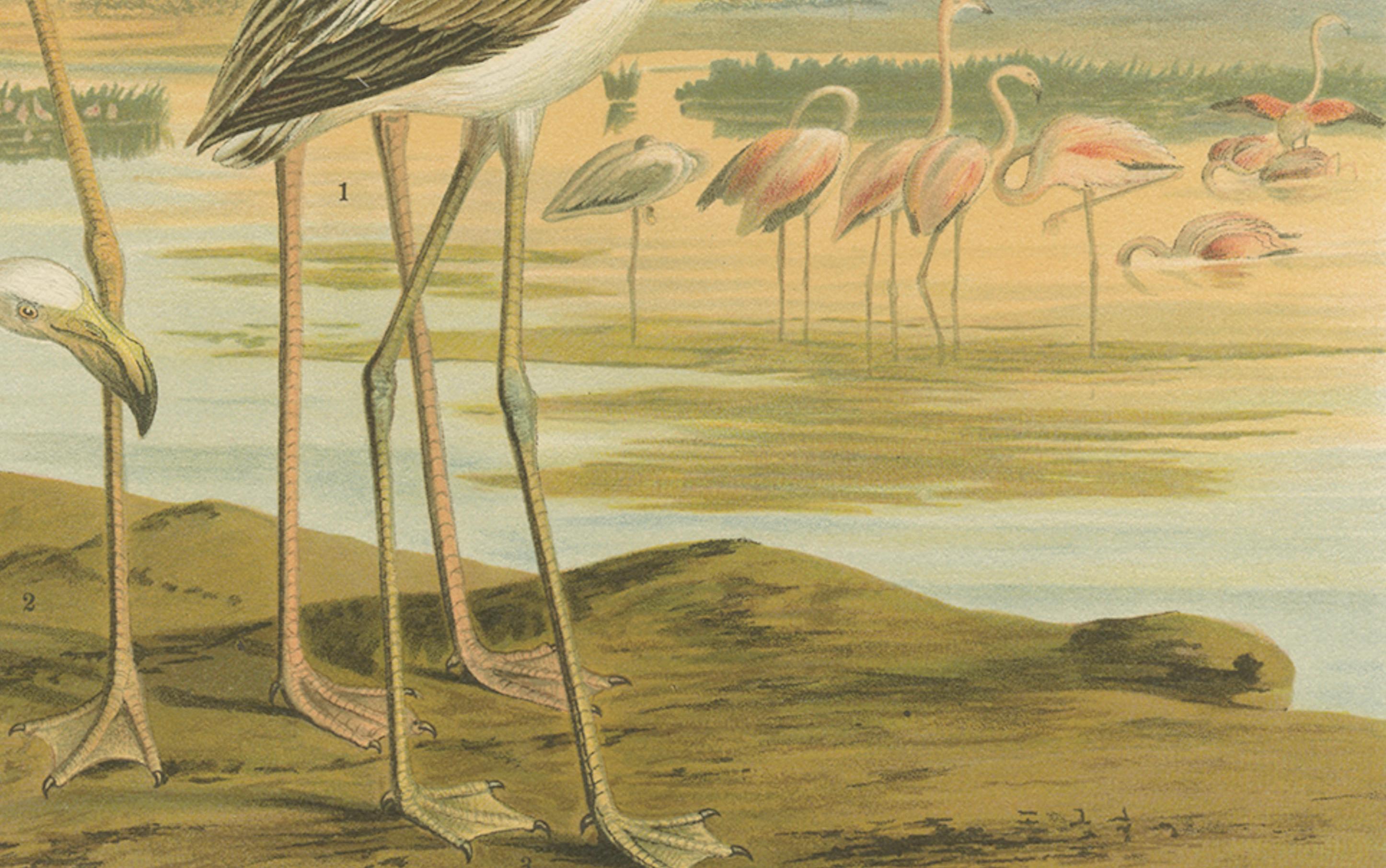 Antike Chromolithografie von Flamingos - Phoenicopterus roseus, um 1890 (19. Jahrhundert) im Angebot