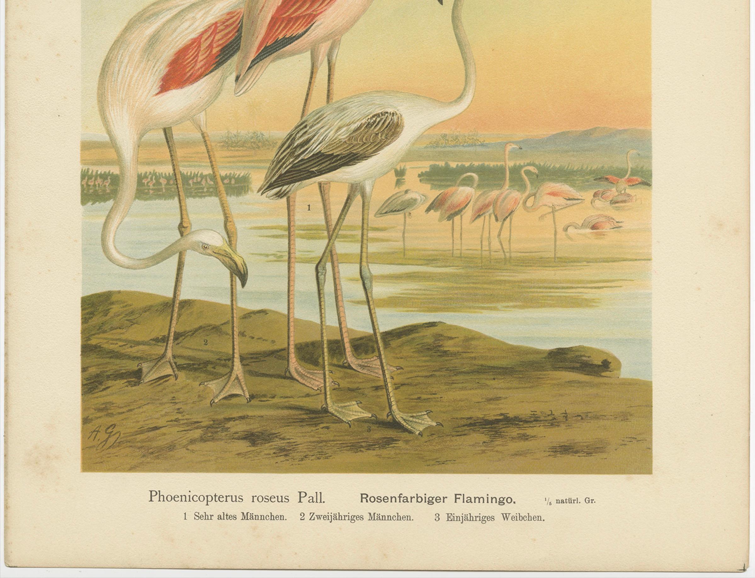 Antike Chromolithografie von Flamingos - Phoenicopterus roseus, um 1890 (Papier) im Angebot